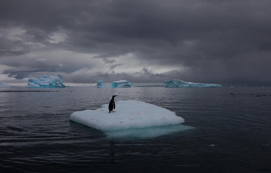 Gentoo Penguin On An Iceberg, Antarctica #1 Photograph by Mint Images - Art Wolfe