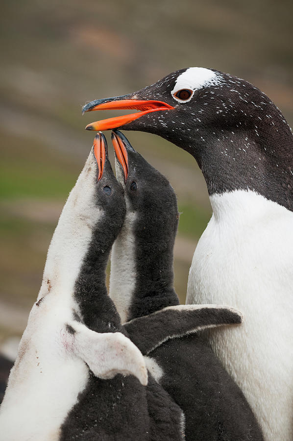 Gentoo Penguin With Begging Chicks #1 Photograph by Tui De Roy