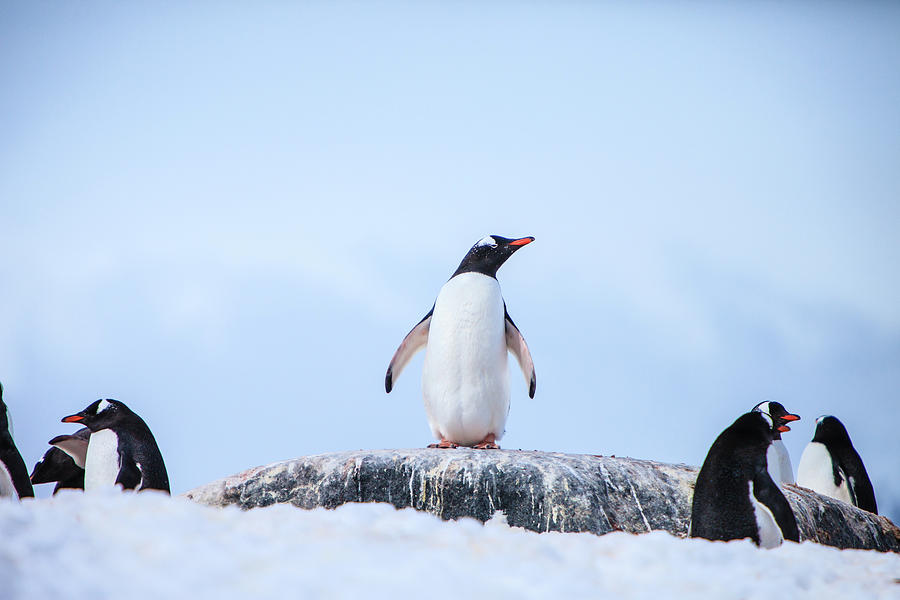 Gentoo Penguins #1 Photograph by Kelly Cheng Travel Photography