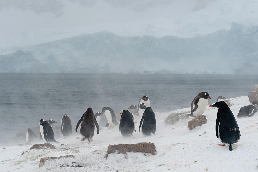 Penguin Digital Art - Gentoo Penguins (pygoscelis Papua), Neko Harbour, Antarctica #1 by Delta Images