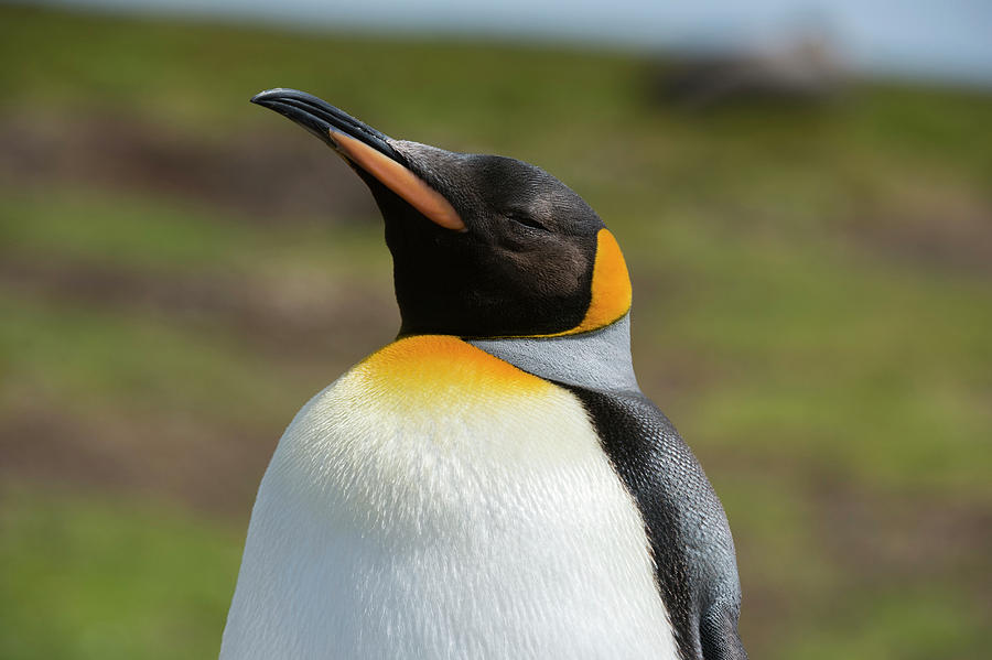 Gentoo Penguins, Pygoscelis Papua #1 Photograph by Sergio Pitamitz - Pixels