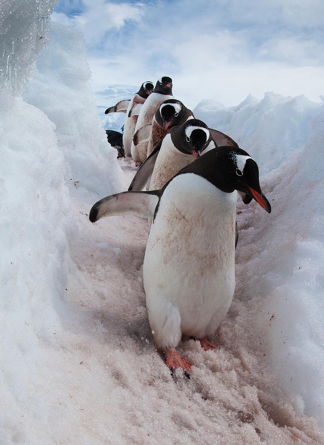 Gentoo Penguins Using A Well Worn #1 Photograph by Mint Images - Art Wolfe