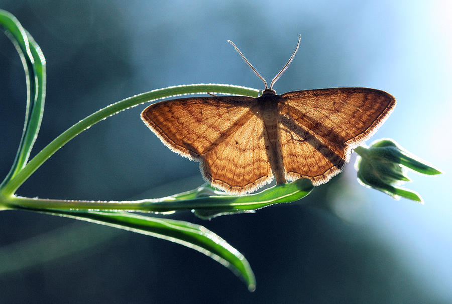 Butterfly Photograph - Geometer Moth by Jimmy Hoffman Butterfly Photograph - Geometer Moth by Jimmy Hoffman