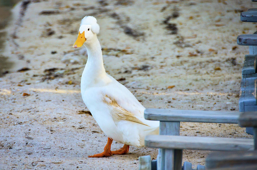 George Washington Duck #1 Photograph by Lloyd Gillies George Washington Duck #1 Photograph by Lloyd Gillies