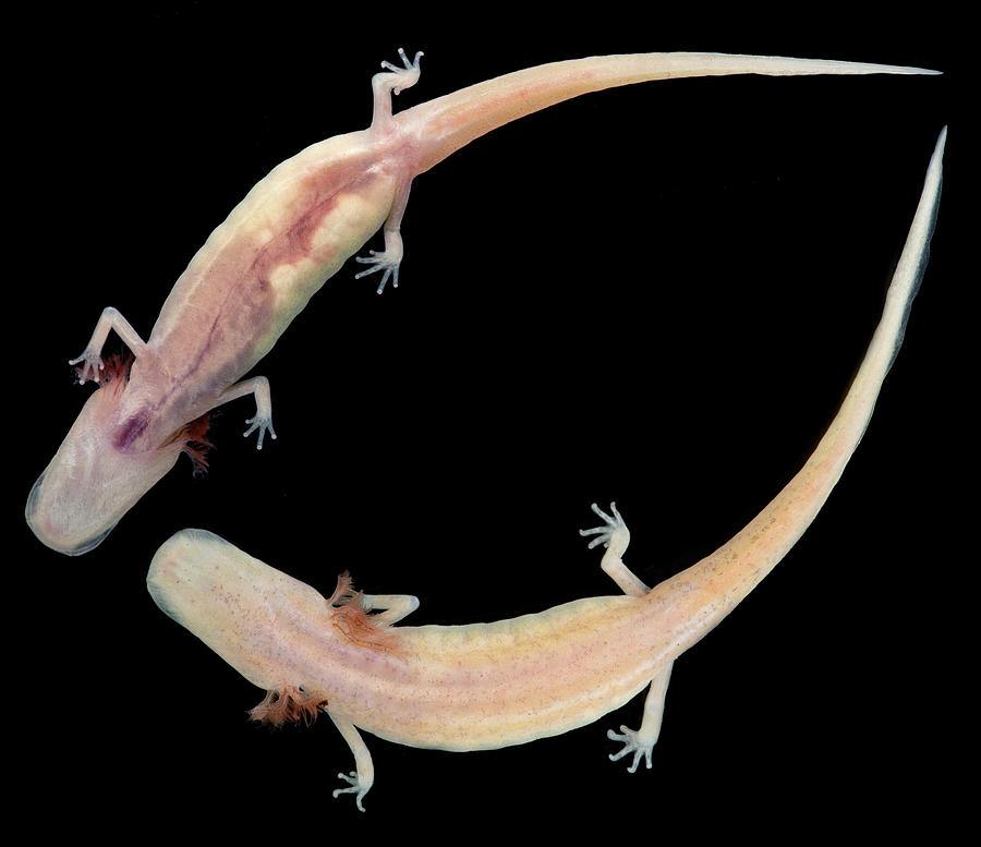 Georgia Blind Salamander Eurycea #1 Photograph by Dante Fenolio