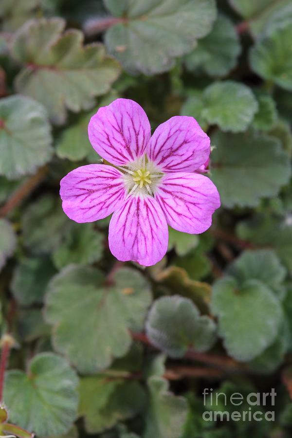 Geranium X Variable bishops Form #1 Photograph by Geoff Kidd/science Photo Library