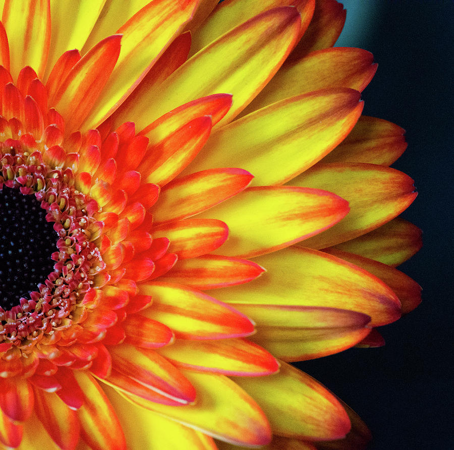 Gerber Daisy by Garvin Hunter Gerber Daisy by Garvin Hunter