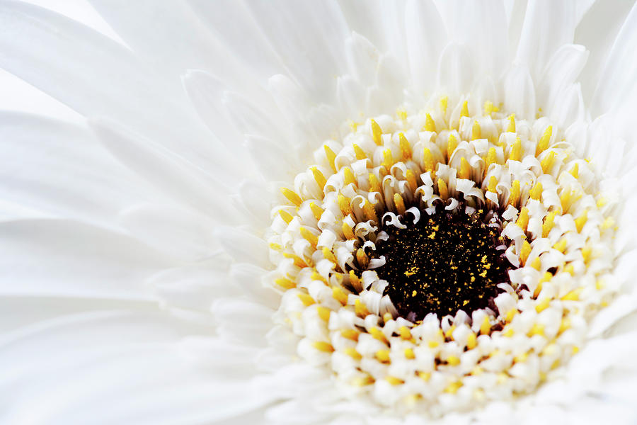 Gerbera Flower #1 Photograph by Nicholas Rigg