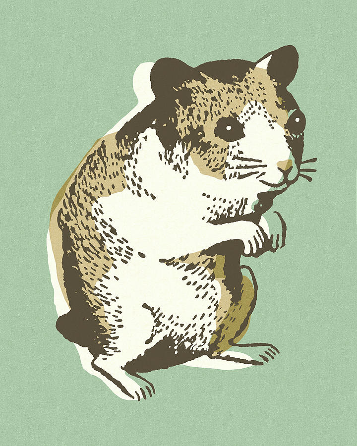 Mouse Drawing - Gerbil #1 by CSA Images