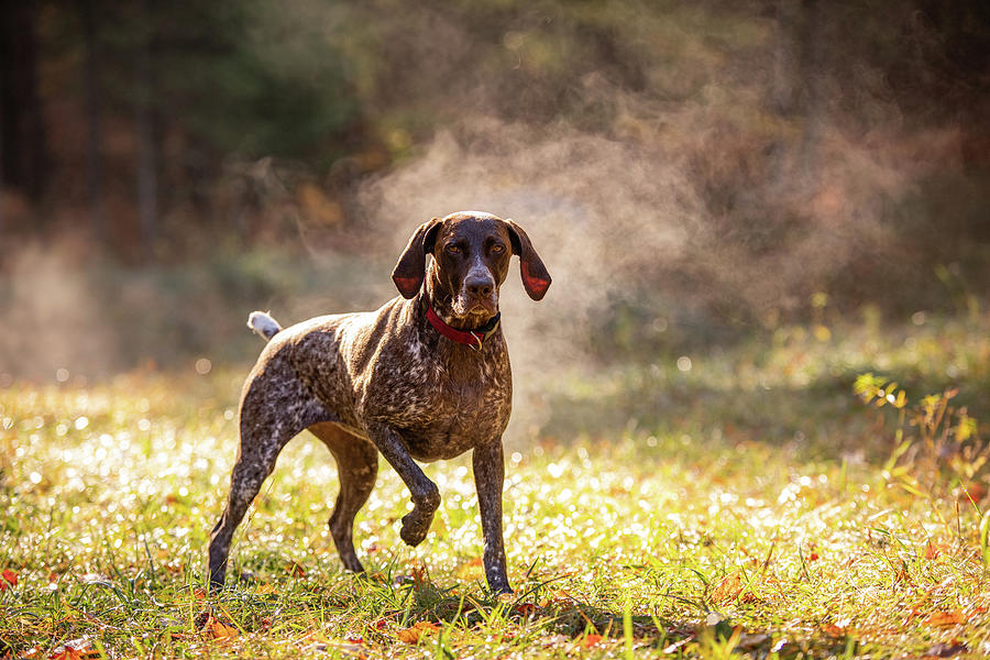 Mountain Photograph - German Shorthaired Pointer Hunting With Steam Rising On Cold Morning #1 by Cavan Images