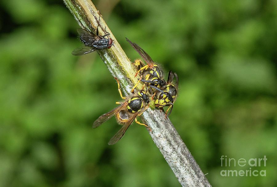 German Wasps #1 Photograph by Bob Gibbons/science Photo Library