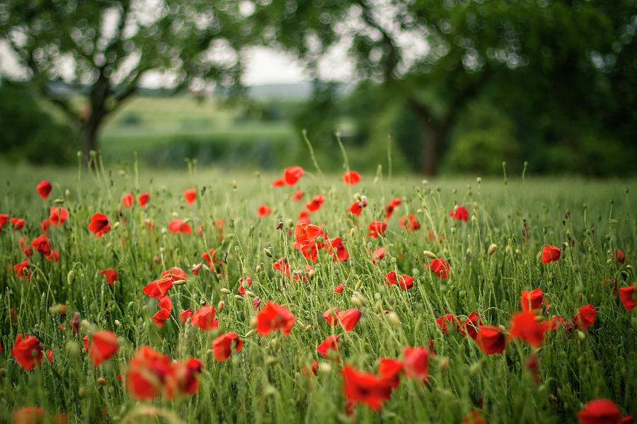 Germany, Baden Wuerttemberg, Red Poppy #1 Photograph by Westend61