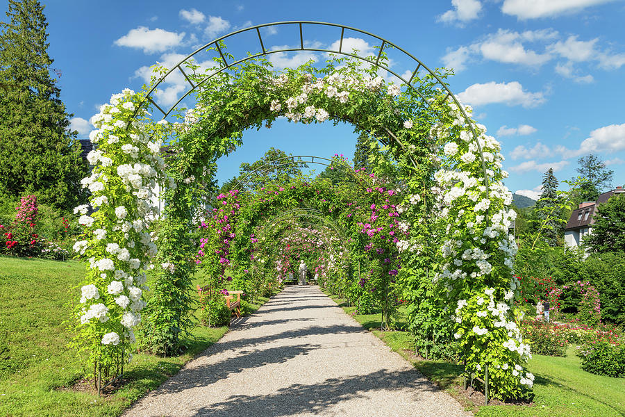 Germany, Baden-wurttemberg, Baden-baden, Rose Novelty Garden On The Bevoll #1 Digital Art by Markus Lange