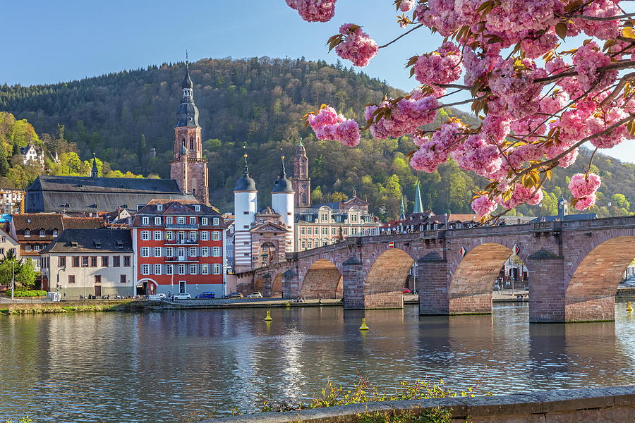 Germany, Baden-wurttemberg, Old Town Of Heidelberg, Neckar Valley, Odenwald, Japanese Ornamental Cherry On The Banks Of Neckar River, Old Bridge #1 Digital Art by Reinhard Schmid