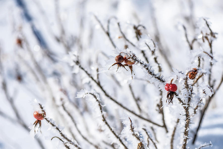 Germany, Bavaria, Alps, Oberallgaeu, Oberstdorf, Winter Landscape, Winter Holidays, Winter Hiking Trail, Rosehip Covered In Snow, Ice, Frost, Ice Crystals #1 Photograph by Martin Siering Photography
