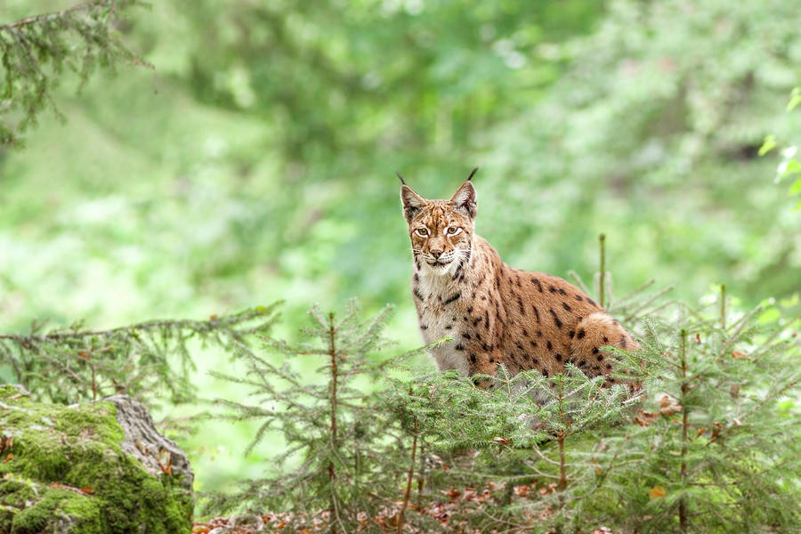 Germany, Bavaria, Bayern, Lower Bavaria, Niederbayern, Bavarian Forest, Eurasian Lynx Standing In A Rock, Bavarian Forest National Park #1 Digital Art by Marco Arduino