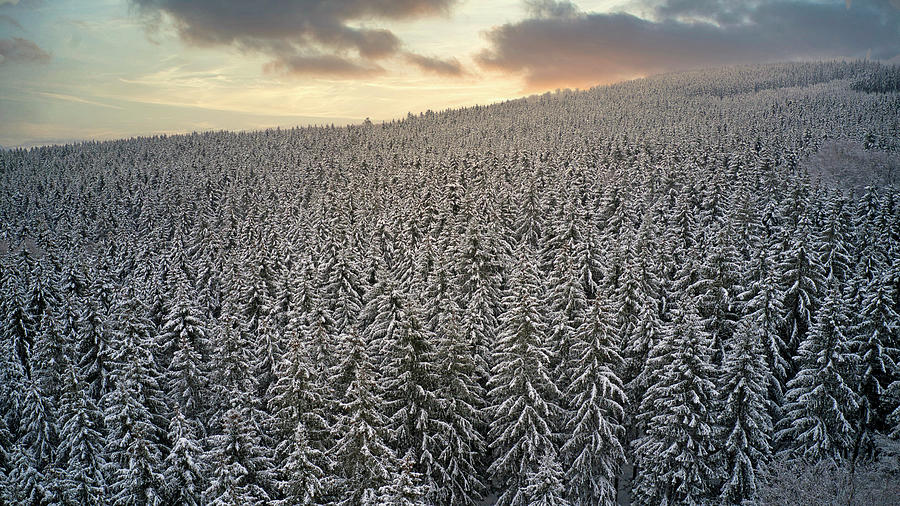 Nature Digital Art - Germany, Rhineland-palatinate, Winter Forest Near Mandern, Hochwald, Hunsruck #1 by Hans-peter Merten