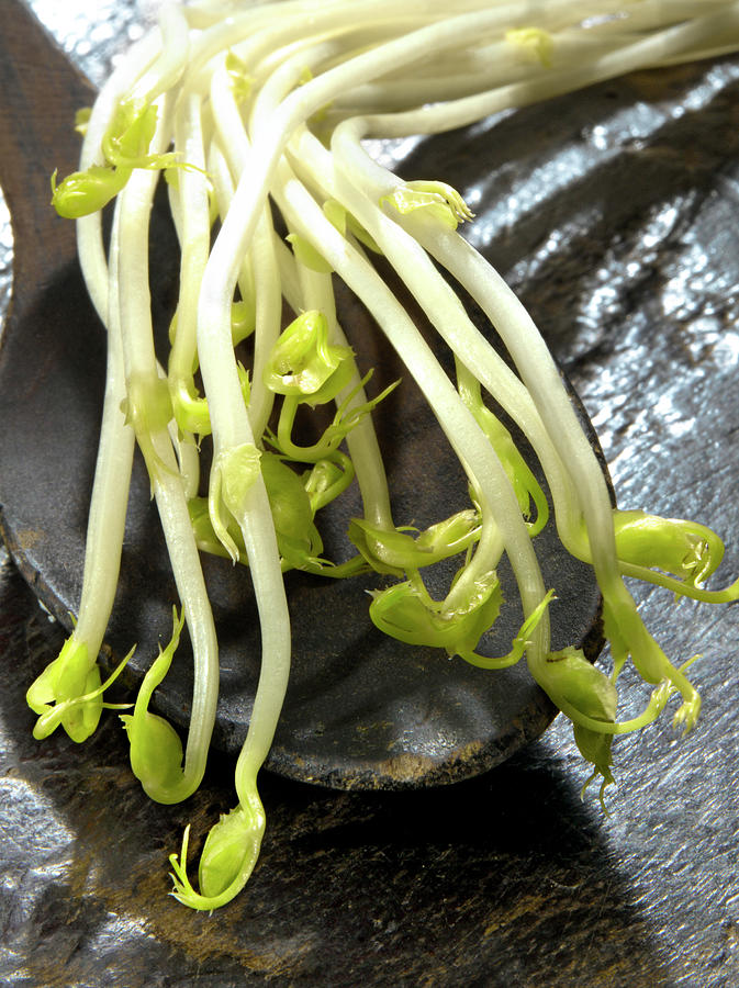 Vegetable Photograph - Germes De Petits Pois Pea Sprouts #1 by Studio - Photocuisine