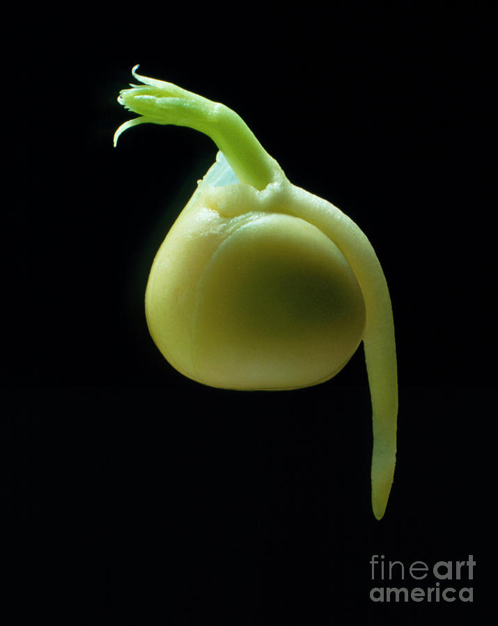 Germinating Garden Pea Photograph by Dr Jeremy Burgess/science Photo