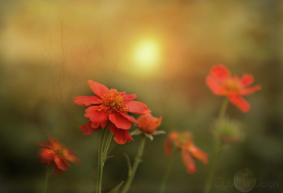 Geums sing morning Photograph by Cybele Moon