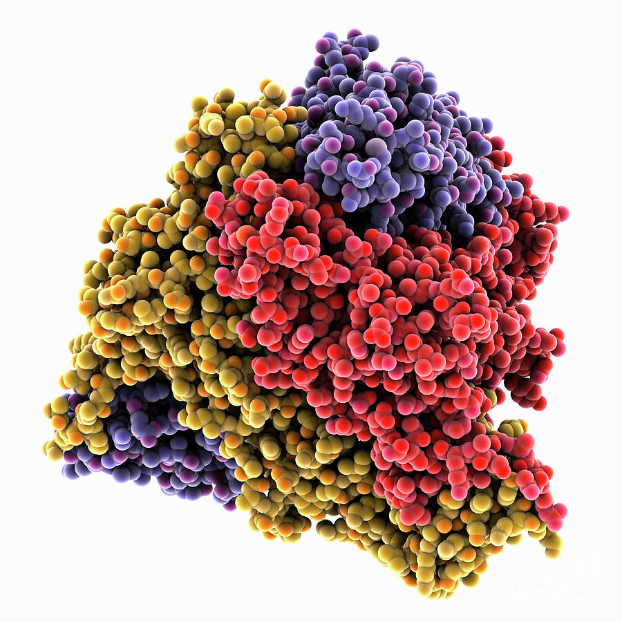Ghanaian Virus Fusion Glycoprotein #1 Photograph by Laguna Design/science Photo Library Ghanaian Virus Fusion Glycoprotein #1 Photograph by Laguna Design/science Photo Library
