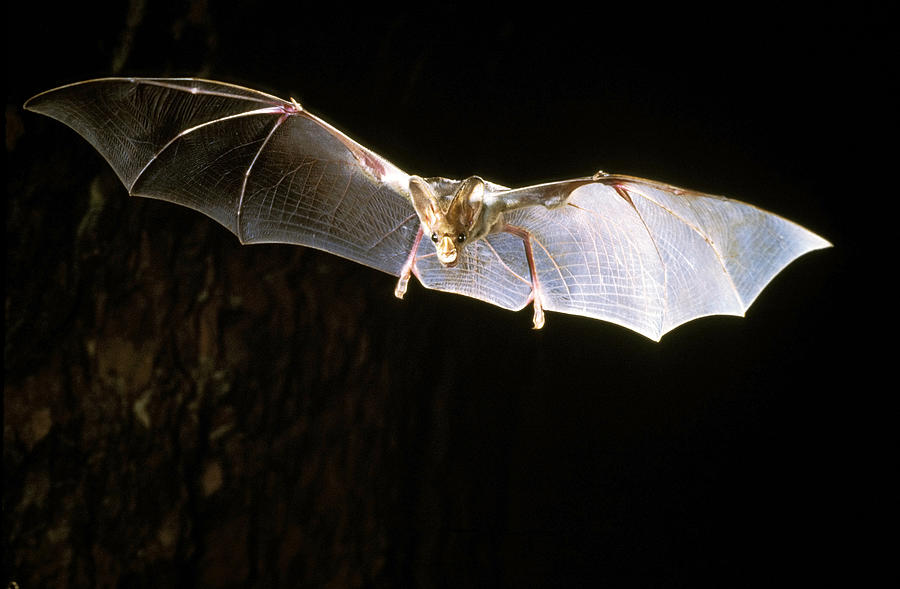 Ghost Bat Photograph by Graham Anderson - Pixels