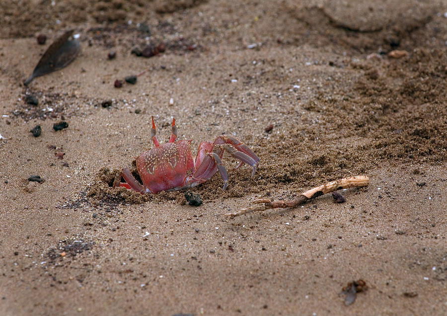 Ghost Crab #1 Photograph by Michael Lustbader