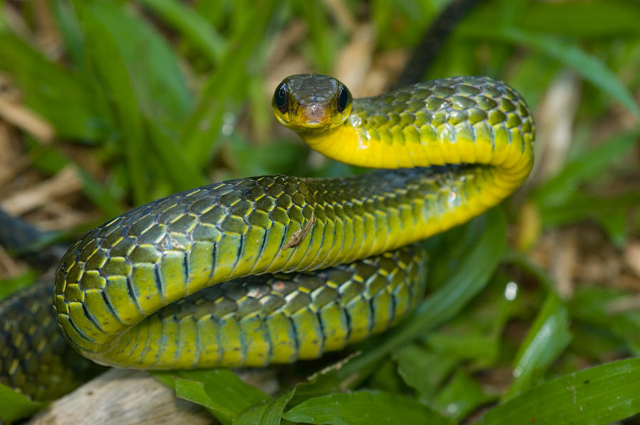 Giant Bird Snake Pseustes Sulphureus Photograph By Michael Lustbader 