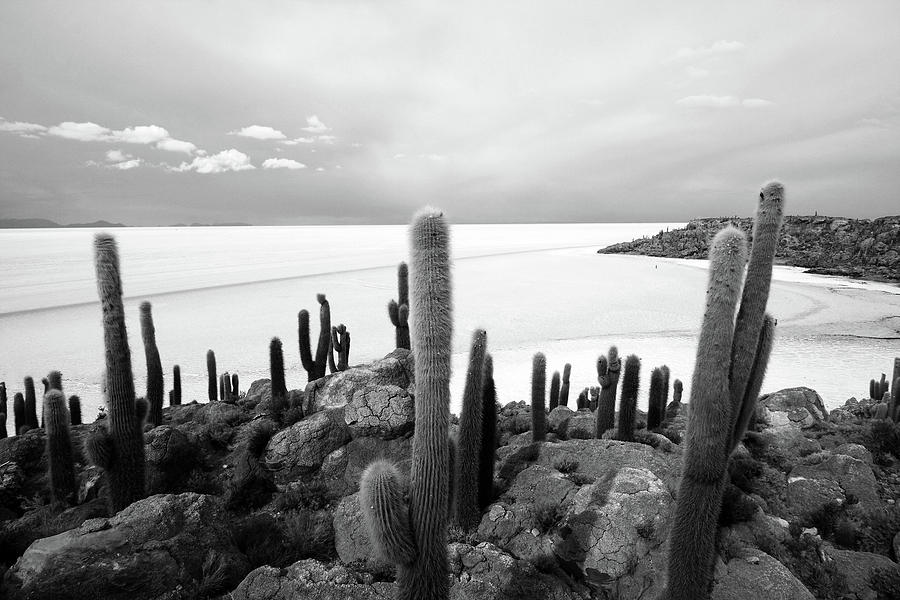 Giant Cacti On Isla Incahuasi, Bolivia Photograph