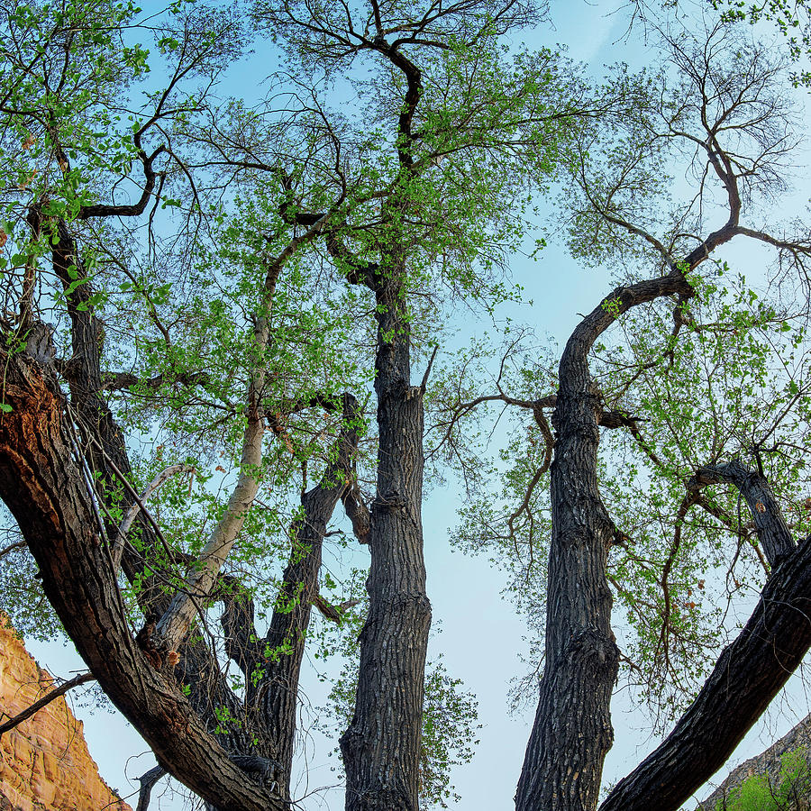 Giant Cottonwood #1 Photograph by Leland D Howard