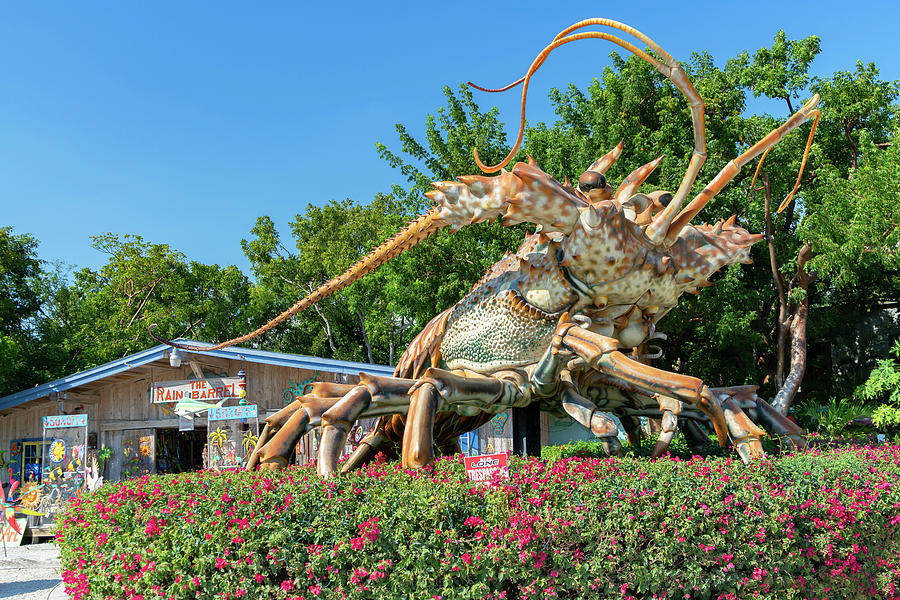 Giant Lobster, Key Largo, Fl #1 Digital Art by Laura Zeid