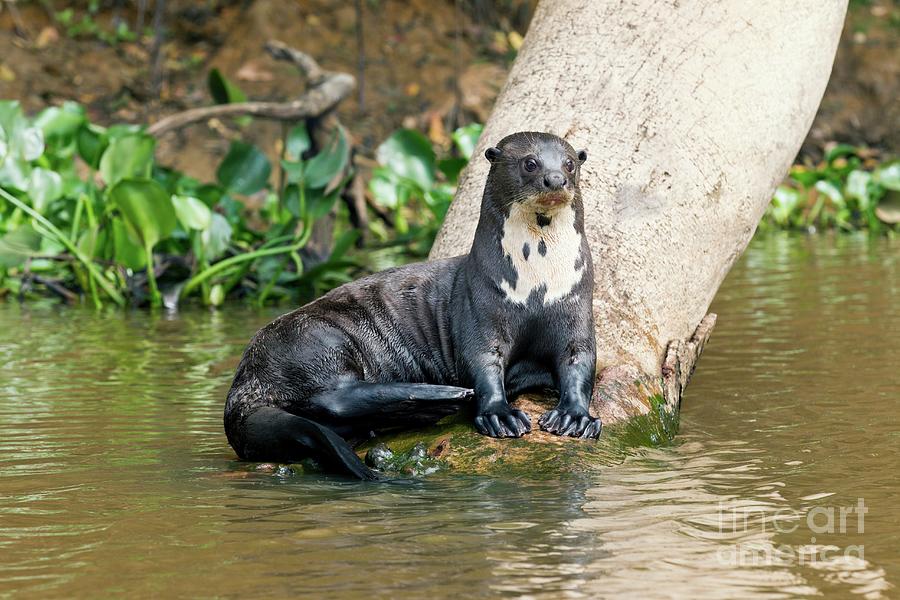Giant Otter Resting #1 Photograph by John Devries/science Photo Library