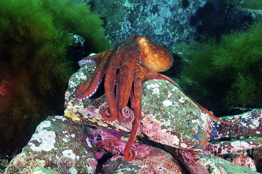 Giant Pacific Octopus #1 Photograph by Alexander Semenov/science Photo Library