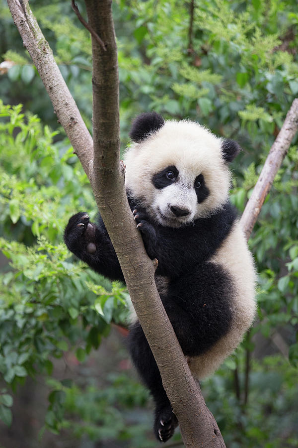 Giant Panda Cub In Tree #1 Photograph by Suzi Eszterhas