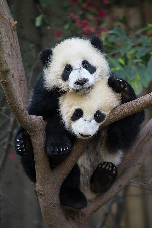 Giant Panda Cubs In Tree #1 Photograph by Suzi Eszterhas