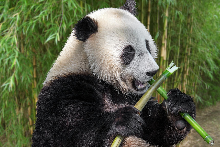 Giant Panda eating Bamboo Photograph by Arterra Picture Library - Fine