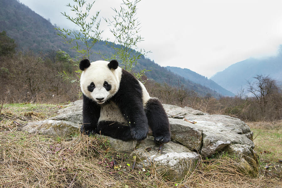 Giant Panda In Wolong #1 Photograph by Suzi Eszterhas