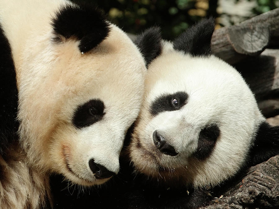 Giant Panda Yang Yang and Her Cub Fu Hu Photograph by Heinz-Peter Bader ...