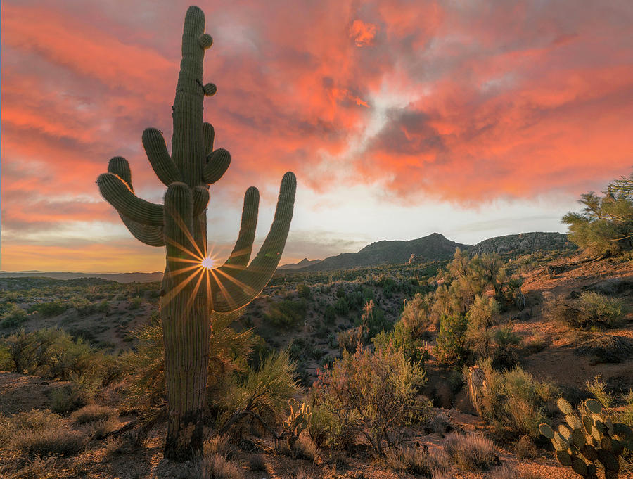 Giant Saguaro Sunset #1 Photograph by Tim Fitzharris
