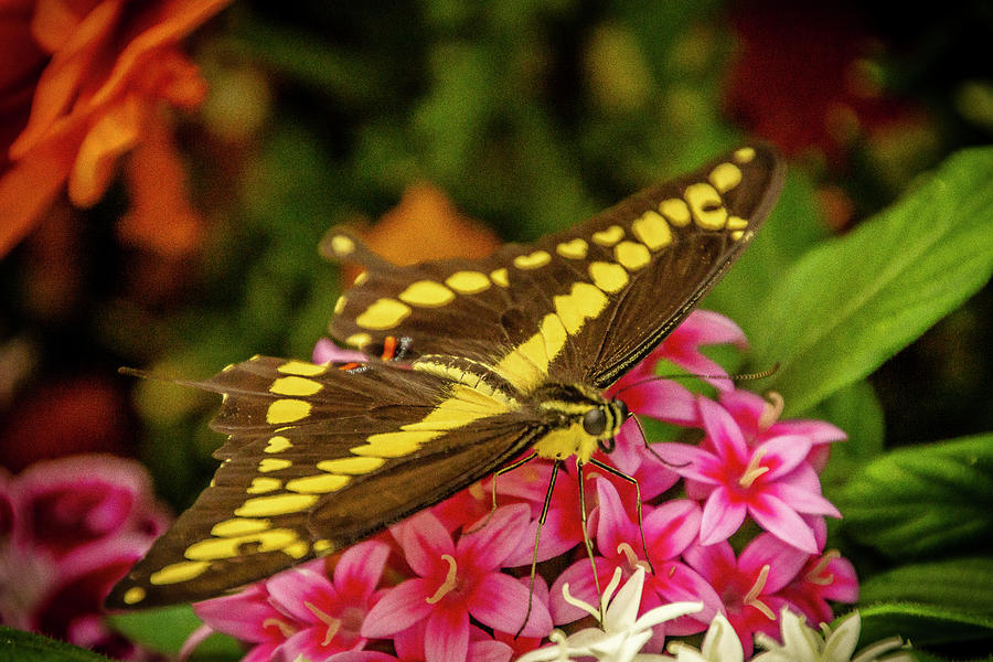Giant Swallowtail Butterfly Photograph by Donald Pash
