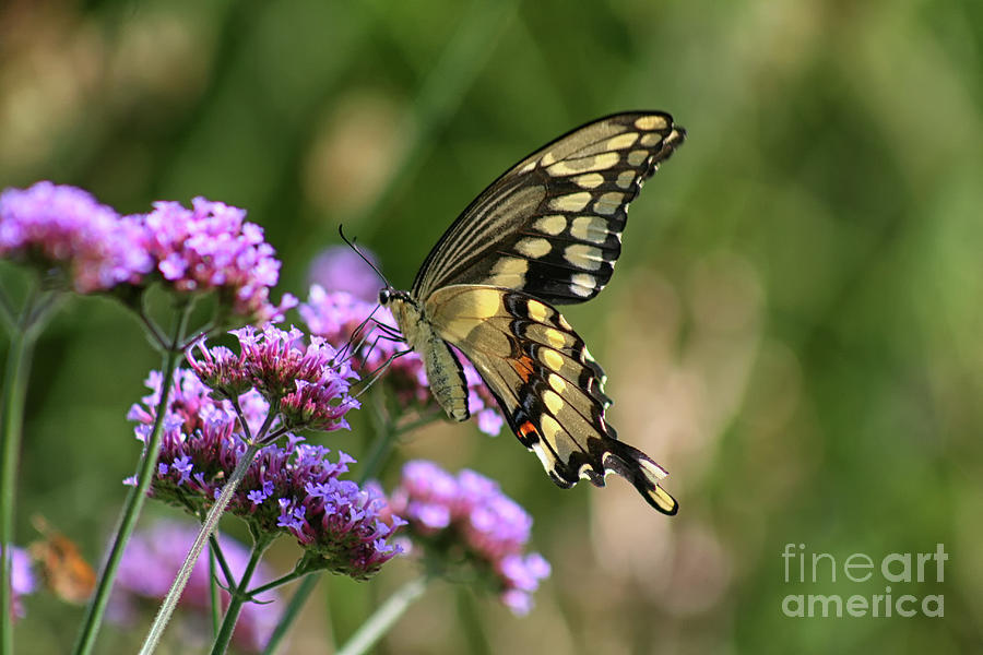Giant Swallowtail Butterfly on Verbena #2 Photograph by Karen Adams