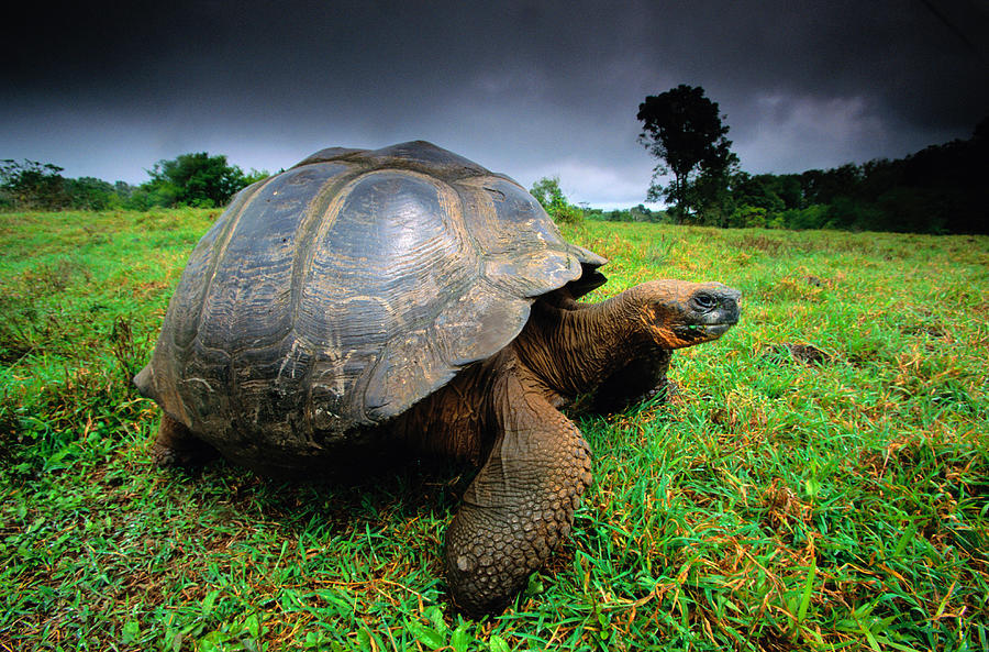 Giant Tortoise Geochelone Elephantopus Photograph by Art Wolfe - Fine ...