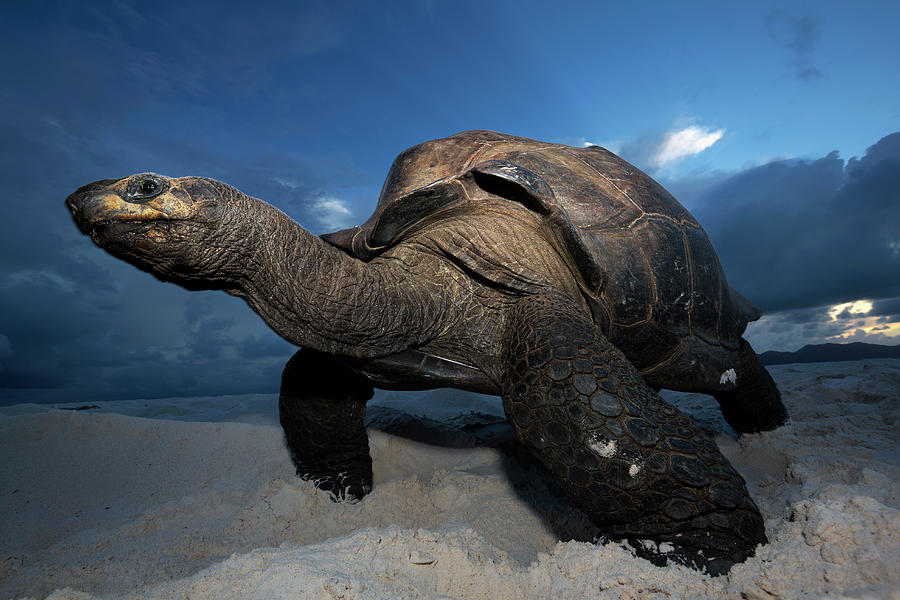 Giant Tortoise Geochelone Gigantea Photograph by Nhpa