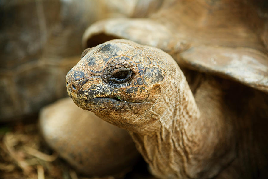 Giant Turtle, Rodrigues Island, Mauritius Digital Art by Massimo Ripani ...