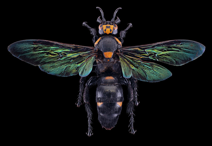 Giant Wasp Megascolia Procer Javanensis Photograph by Phil DEGGINGER ...