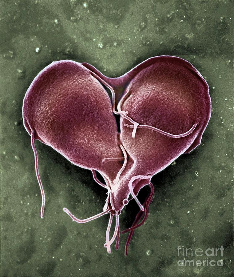 Giardia Lamblia Protozoan Dividing #1 Photograph by Ami Images/science Photo Library