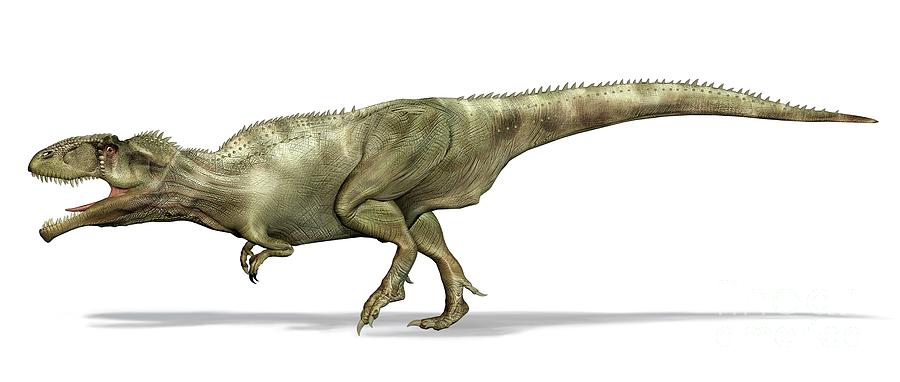 Giganotosaurus Dinosaur #1 Photograph by Leonello Calvetti/science Photo Library