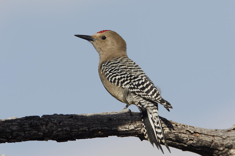 Gila Woodpecker #1 Photograph by James Zipp