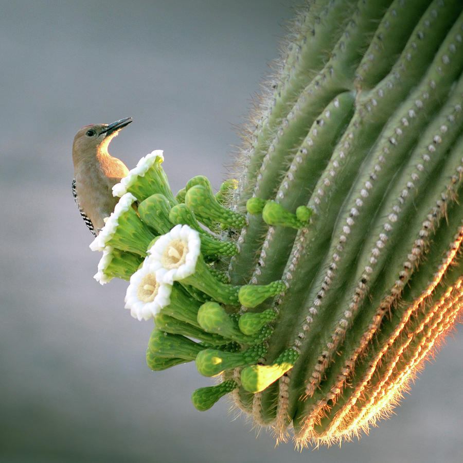 Gila Woodpecker #1 Photograph by Yuko Smith Photography