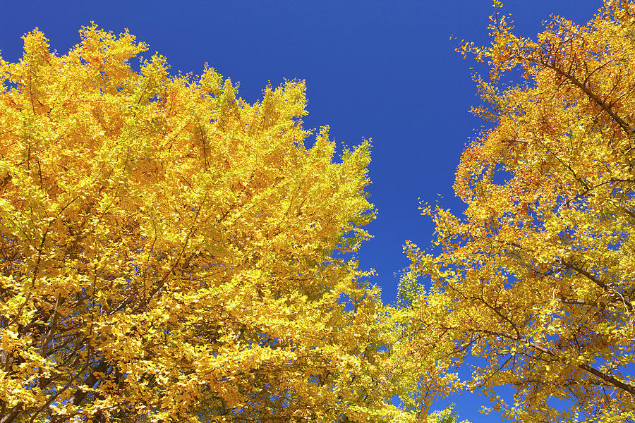 Gingko Tree In Autumn, Tokyo #1 Photograph by Wada Tetsuo/a.collectionrf